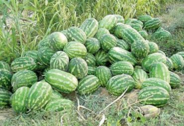 تقديرات بإنتاج أكثر من 42 ألف طن من البطيخ الأحمر في درعا