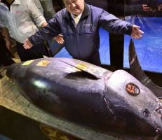 بيع سمكة تونة ضخمة مقابل 3,1 مليون دولار في اليابان- (صور)