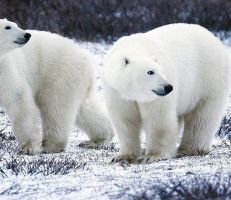 طوارئ في جزر روسية بسبب "غزو" الدب القطبي
