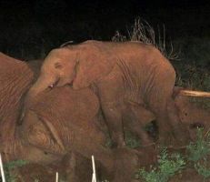 فيل صغير يرفض ترك جثة أمه