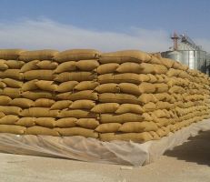 السورية للحبوب تستلم ٢٠٠ طن خلال يوم واحد