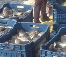 إقرار مشروع القانون الناظم للثروة السمكية