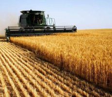 هل ستساهم إجراءات الحكومة الجديدة بإنعاش محصول القمح؟