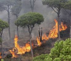 القبض على مفتعل حرائق الغابات في اللاذقية