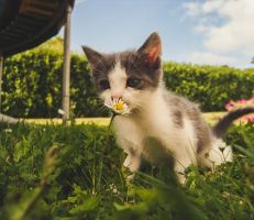 "العلماء يحلون اللغز"لماذا تأكل القطط العشب؟