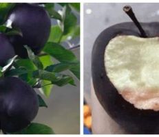 ماهو التفاح الأسود الماسي النادر ؟