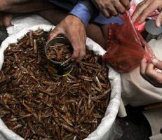أول مطعم في جنوب أفريقيا يقدم "وجبات من الحشرات"