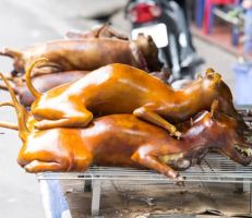 المسؤولون في فيتنام يحثون السكان على التوقف عن أكل لحم الكلاب