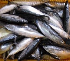 17 حالة تسمم بسبب سمكة “البلميدا” في اللاذقية