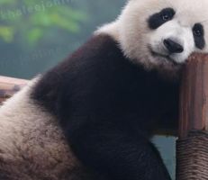 روسيا تخطط لإصدار "سندات الباندا"