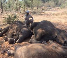 نفوق عشرات الأفيال في بوتسوانا بسبب الجفاف والجمرة الخبيثة