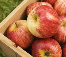 تصدير محصول التفاح إلى مصر خلال هذا الموسم