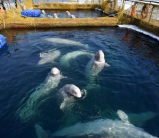 بعد تدخل بوتين: تحرير آخر الحيوانات المحتجزة في سجن الحيتان البيضاء