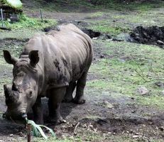 نفوق آخر وحيد قرن سومطري في ماليزيا والعدد المتبقي في العالم أقل من ثمانين
