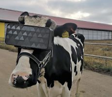 منح أبقار في روسيا أجهزة واقع افتراضي لتكون أكثر سعادة وتدر المزيد من الحليب