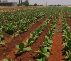 استلام محصول التبغ من المزارعين بريف حمص: المساحة المزروعة 4000 دونم والإنتاج مليون كيلوغرام