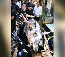 في مزاد علني في طوكيو: سمكة تونا تباع بـ 1.8$ مليون