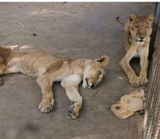 أسود قهرها الجوع في حديقة حيوان في السودان تثير غضب رواد مواقع التواصل (صور)