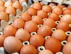 انخفاض أسعار البيض والفروج قريباً
