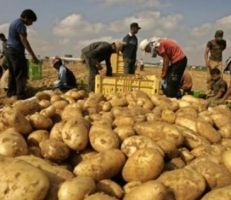 "وزارة الاقتصاد" تنفي استيراد البطاطا