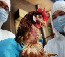 "مصر والفلبين" تعلن اكتشاف سلالة جديدة من فيروس انفلونزا الطيور