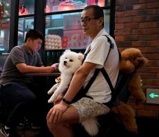 الصين تعيد تصنيف الكلاب والقطط كحيوانات غير مخصصة للأكل