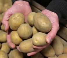 نجم: رفض تفريغ 5000 طن من البطاطا المستوردة في مرفأ طرطوس
