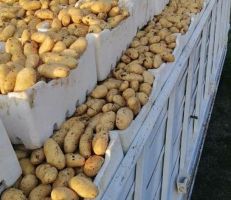16 طناً من البطاطا في السويداء بسعر 375 ل.س للمواطنين