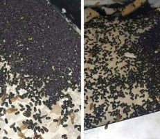 مدير زراعة حمص: الخنفساء السوداء تقضي على الحشرات الضارة في البساتين