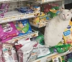 قطة تقود امرأة إلى المتجر لشراء طعامها المفضل (فيديو)