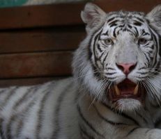 نمور بيضاء بنغالية تسحر الزوار بعد فتح حديقة الحيوان في صوفيا