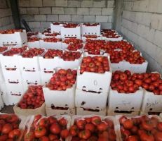 طرطوس تستمر بتسويق منتجاتها الزراعية الى المحافظات السورية