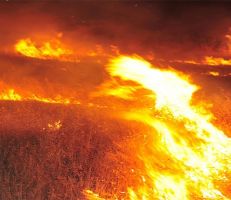 مدير زراعة السويداء: 28 حريقاً طالت أكثر من 5000 دونم من القمح والشعير