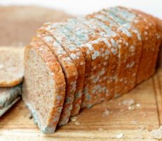 خبيرة تغذية روسية: احذروا تناول الخبز المتعفن