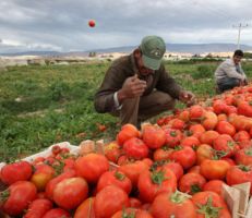 في درعا: متوسط إنتاج الدونم من البندورة 20 طن والمساحة المزروعة تتجاوز 25 ألف دونم