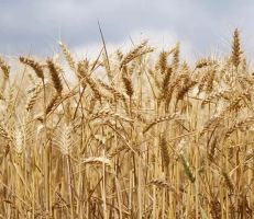 "مجلس الوزراء" خطة لتمويل القمح بـ 800 مليار ليرة سنوياً