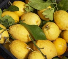 اللاذقية: أسعار الليمون والثوم تتجاوز 10 أضعاف الأسعار خلال السنوات الثلاث الماضية