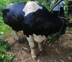 وزارة التجارة الداخلية تضبط مخالفات بيع لحم أبقار نافقة ومصابة بالجدري