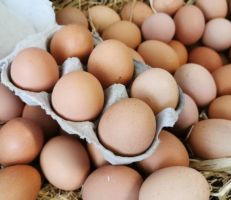أسباب ارتفاع أسعار البيض والفروج في سورية