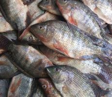 تسمم عائلة من سبعة أشخاص بعد تناولها السمك الفاسد في بانياس