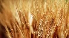 مناقصة سورية لشراء 200 ألف طن من القمح الروسي