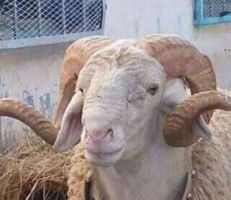 نطحة خروف تنهي حياة امرأة في سوهاج المصرية