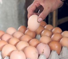 المدير العام لمؤسسة الدواجن: كلفة البيضة الواحدة وفق مستلزمات الإنتاج الحالية يبلغ 130ليرة