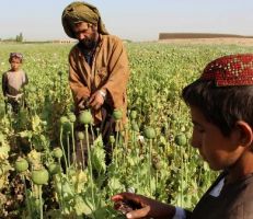 الأفغان الذين أفقدهم فيروس كورونا وظائفهم يختارون العمل في مزارع إنتاج الأفيون