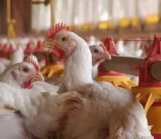 وزارة الزراعة: خطة عمل لمعالجة واقع قطاع الدواجن وتوفير البيض ولحوم الدجاج في السوق بأسعار مقبولة
