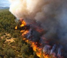 20 ألف دونم التقديرات الأولية لأضرار حرائق الغاب و14250 دونماً لحرائق مصياف