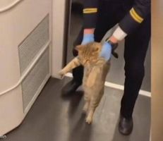 موظف في قطار صيني يطرد قطة بدون تذكرة