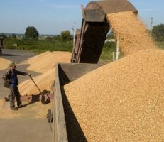 بناءً على خطة التوسع في زراعة القمح : إكثار البذار تتوقع حاجتها لـ40 ألف طن إضافية من البذار