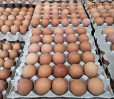 صحن البيض بـ 5000 ليرة وتوقعات بأن يصل السعر لأكثر من 6000 مع قدوم الشتاء