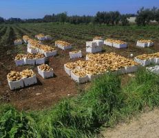 وزارة الاقتصاد والتجارة الخارجية تقرر منع تصدير البطاطا حتى نهاية شهر آذار 2021
